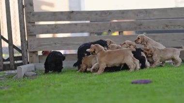 Puppies chasing mother dog in slow motion.