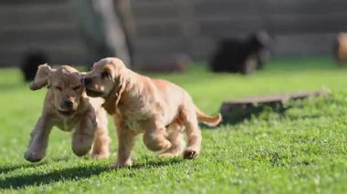 Two adorable spaniels running and tumbling on grass