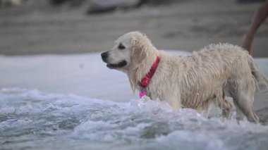 Funny pets splashing in blue sea slow motion.