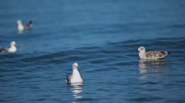 Okyanus dalgalarında süzülen komik martılar sinematik 4K yavaş çekim.