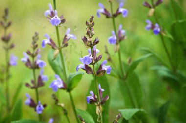 Salvia memurları bahçede çiçek açıyor. Doğal arkaplan