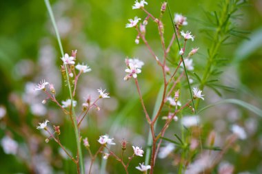 Çiçek arka planı. Çiçekler Saxifraga 'da doğal arka planda. Yumuşak odak