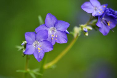 Polemonyum kaeruleum çiçeğinin (Jacobs merdiveni) doğal arkaplanda çiçek açması. Seçici odak.
