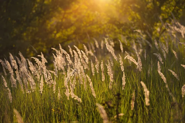 黄昏阳光下的草场 自然背景 — 图库照片
