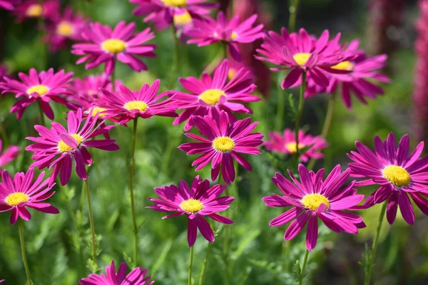 Χαμομήλι Λουλούδια Είναι Πορφυρά Έναν Κήπο Μια Ηλιόλουστη Ημέρα — Φωτογραφία Αρχείου