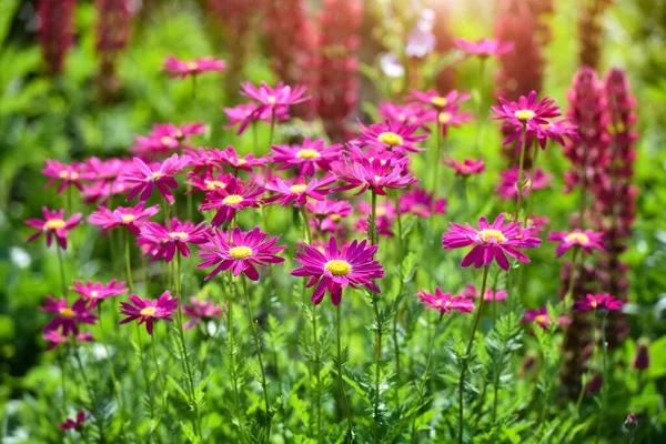 Χαμομήλι Λουλούδια Είναι Πορφυρά Έναν Κήπο Μια Ηλιόλουστη Ημέρα — Φωτογραφία Αρχείου