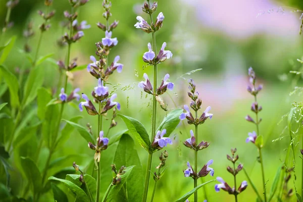 Salvia Officinalis Blommar Trädgården Naturlig Bakgrund — Stockfoto