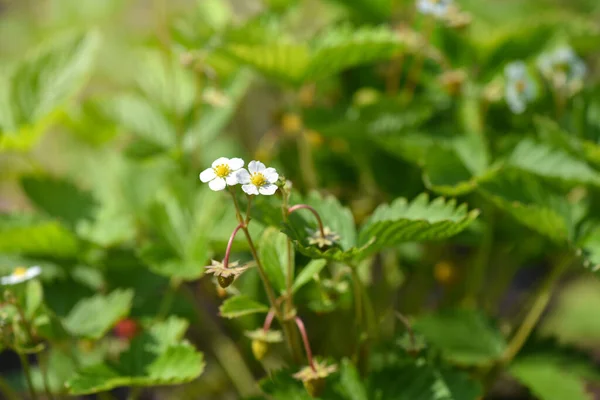 花园中的白色草莓花 Fragaria Vesca 草莓花期 — 图库照片