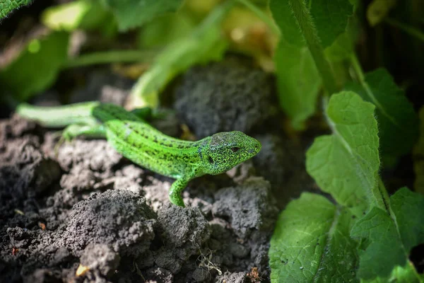 European Green Lizard Lacerta Viridis Emerging Grass Exposing Its Beautiful — Stock Photo, Image