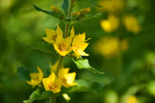 Lysimachia Vulgaris Growing Garden Selective Focus — Stock Photo, Image