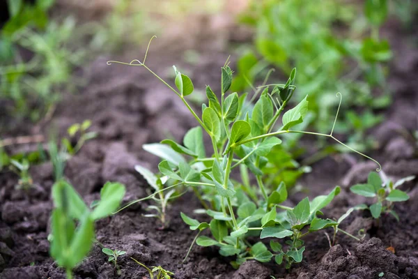 Νεαρά Λαχανάκια Πράσινου Μπιζελιού Που Φυτρώνουν Ένα Χώμα Έναν Λαχανόκηπο — Φωτογραφία Αρχείου