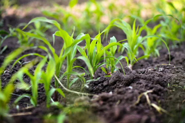 Grüner Mais Sprießt Ein Feld Mit Einer Zukünftigen Maisernte Bei — Stockfoto