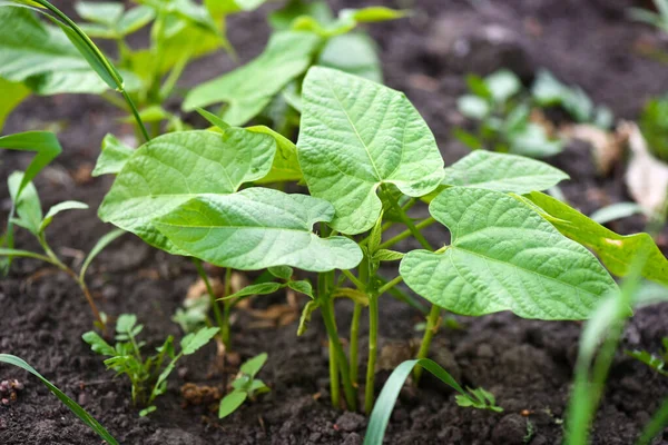 小豆芽生长在蔬菜园的土壤中 自种蔬菜的概念 — 图库照片