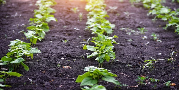 Kacang Muda Tumbuh Tanah Kebun Sayuran Konsep Menanam Sayuran Sendiri — Stok Foto