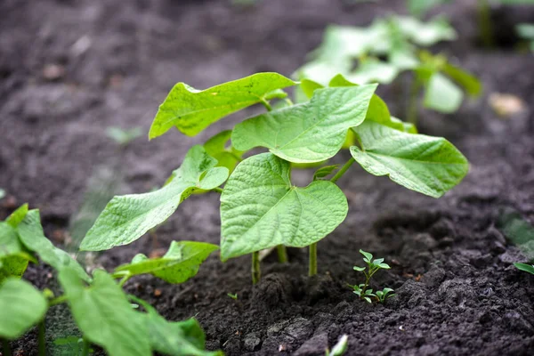 野菜の庭の土壌で成長している若い豆の芽 野菜を育てるというコンセプト — ストック写真