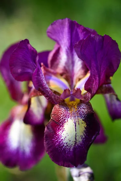 Close Flower Bearded Iris Blurred Green Natural Background Purple Iris — Stock Photo, Image