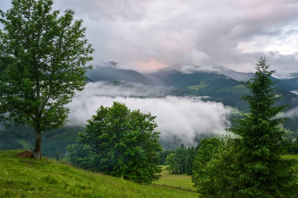 五光十色的山谷被雨后的雾覆盖着青翠的高山草甸 多雾的风景 喀尔巴阡山 乌克兰 — 图库照片