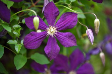 Mor tırmanış klematis çiçeklerinin (Clematis viticella) bahçedeki yakın çekimi