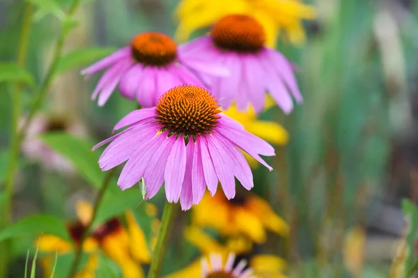 庭のエキナセアの花 エキナセアピュア — ストック写真