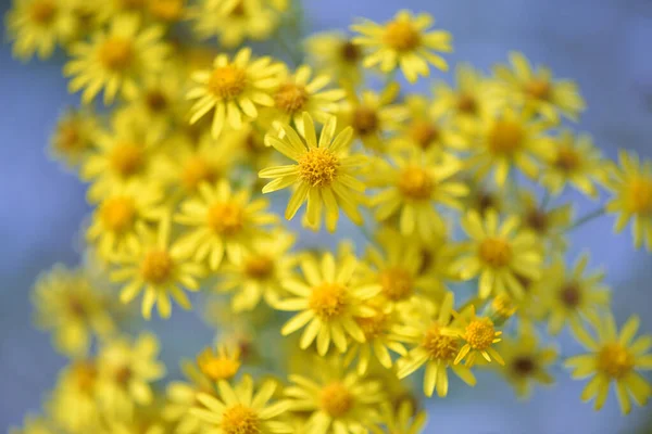 Jacobaea vulgaris, Senecio Jacob. Sarı çiçekli Ragwort mavi arka planda. Çiçek arka planı