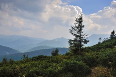 Köknar ağaçlarıyla muhteşem bir dağ manzarası. Bulutlu dramatik gökyüzü. Carpathian, Ukrayna, Avrupa.