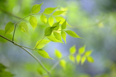 Yazın bahçedeki yeşil yaprak doğası. Doğal yeşil yapraklar bitkileri bahar arkaplanı olarak kullanır. Çevre çevresi ekolojisi veya yeni duvar kağıdı
