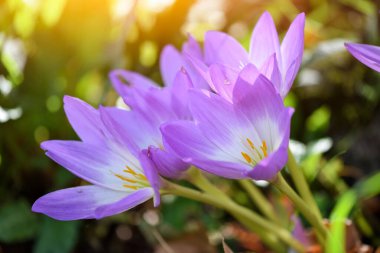 Sonbaharda güzel çiğ çiçekleri (Kolşum sonbaharı)