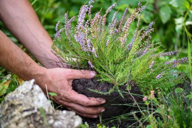 Çiçek açması heather (Calluna vulgaris) holding eller. Çiçekler toprağa dikim. 