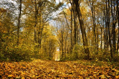 Sonbahar orman manzarası. Sonbahar yaprakları ve ılık ışık. Renkli ormanda canlı bir gün.