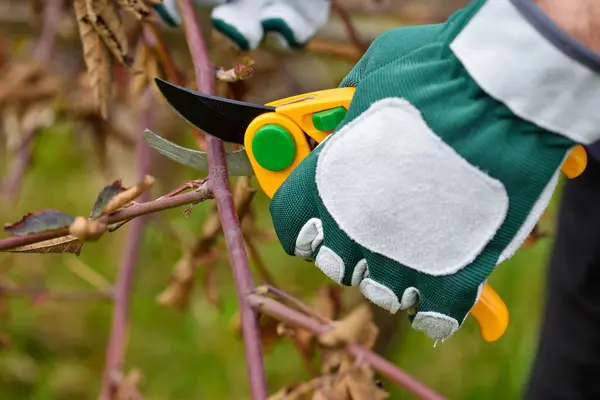 春はブッシュを剪定する セクター付き手袋の庭師の手 — ストック写真