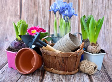 Bahçecilik aletleri ve kır ağacından bir arka planda bahar çiçekleri. Bahçe konsepti