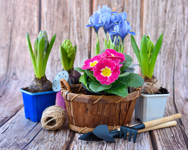Spring flowers and gardening tools on a rustic wooden background. Gardening concept
