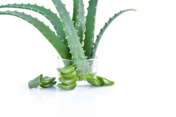 Świeże Liście Aloesu Plastry Kroplami Soku Białym Tle Zdrowie Produkty Zdjęcia Stockowe bez tantiem