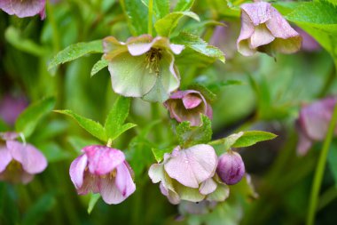 Güzel pembe Helleborus, bahçede bahar çiçekleri açıyor. Çiçek arkaplanı