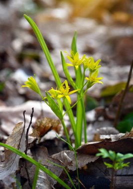 Bahar ormanlarında Beytüllahim 'in sarı yıldızı (Gagea lutea)