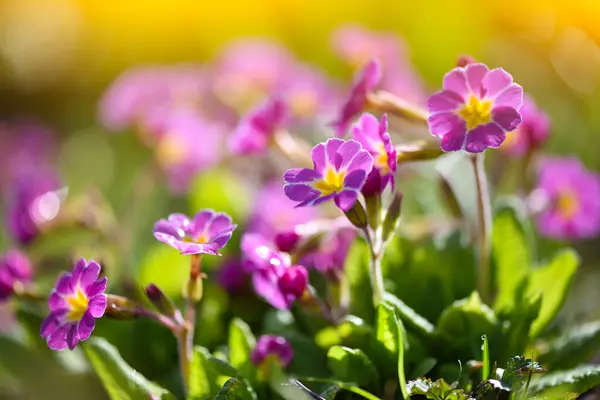 Frühlingsblumen Von Primula Juliae Julias Primrose Oder Purpurprimeln Frühlingsgarten lizenzfreie Stockbilder