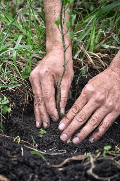 园丁在土壤中种植一棵小树 园丁的特写手 免版税图库图片