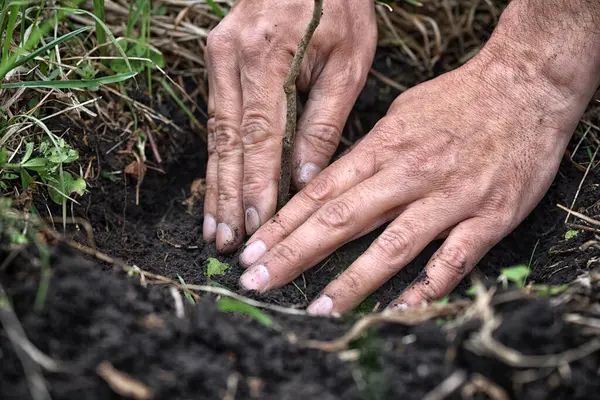园丁在土壤中种植一棵小树 园丁的特写手 图库图片