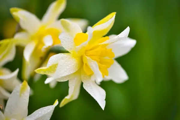 Spring Yellow Daffodils Garden Fresh Narcissus Flowers Floral Background Лицензионные Стоковые Изображения