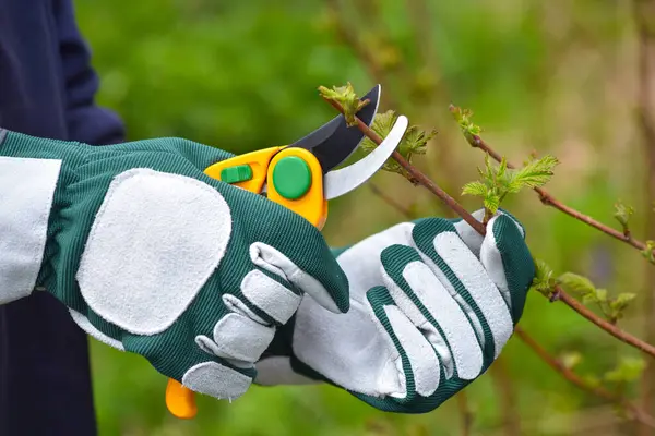 Frühjahrsschnitt Des Busches Gärtnerhände Handschuhen Mit Gartenschere lizenzfreie Stockbilder