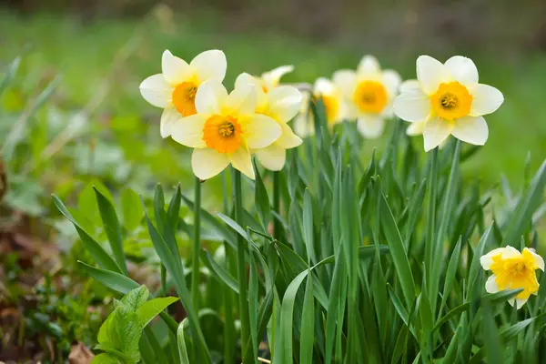 Spring Yellow Daffodils Garden Fresh Narcissus Flowers Floral Background Imagen de archivo