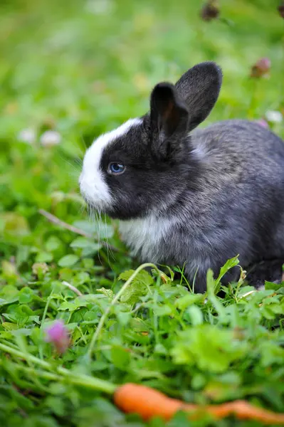 Lustiges Kaninchenbaby Mit Einer Karotte Gras Stockbild