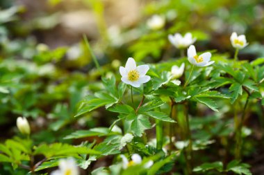 Anemone nemorosa çiçekleri ilkbahar ormanlarında güneş ışınlarında