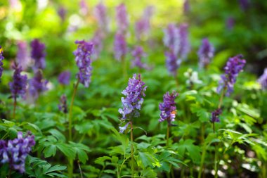 Boşkök (Latince: Corydalis cava) ormanda çiçek açar