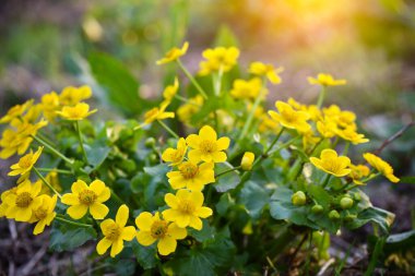 Marsh Marigold (Caltha palustris) çiçekleri. Çiçek arka planı