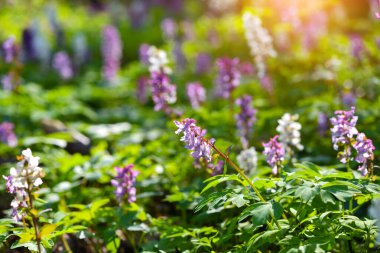 Boşkök (Latince: Corydalis cava) güneş ışınlarındaki ormanda çiçek açar.