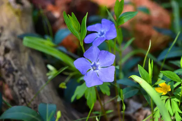 Periwinkle Vinca Ormanda Mavi Bahar Çiçekleri Stok Fotoğraf