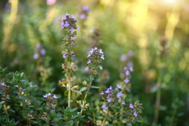 Genel kekik (lat. Thymus vulgaris) ya da sürünerek yaklaşan kekik. Seçici odak
