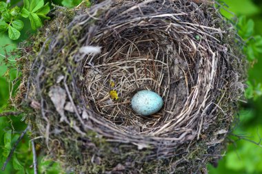 Vahşi doğada yumurtalı kuş yuvası.