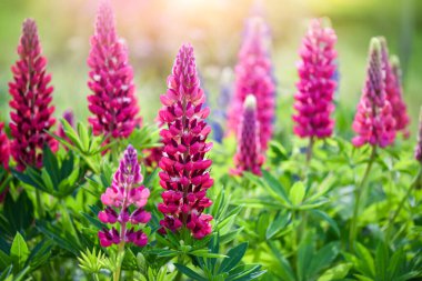 Lupinus, Lupinus tarlası. Pembe, mor ve mavi çiçekli. Çiçek arkaplanı.